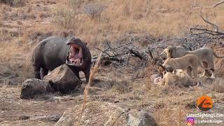 Yikes! Hungry hippo gatecrashes lion pride&#39;s dinner