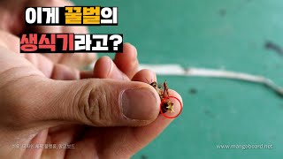 꿀벌의 수컷에 대해서 알아보자! 알아보는 김에 