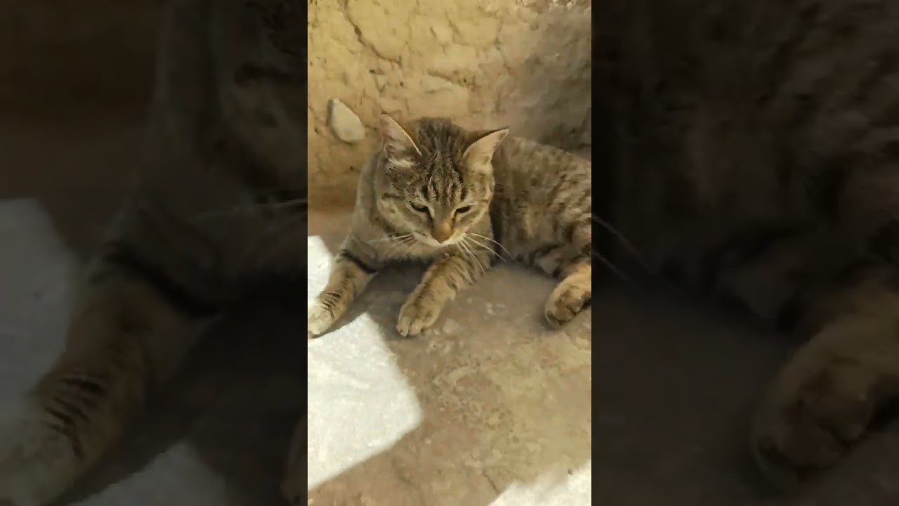 Why Do Cats Adopt Other Animals? 😺❤️ | Amazing Cat Behavior #shorts #catfacts #shortsfeed
