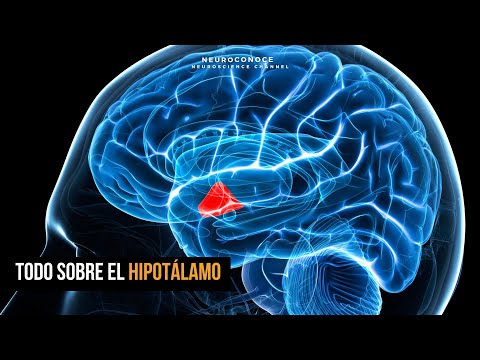 Hipotálamo: El Regulador Cerebral Que Controla Homeostasis, Hormonas Y Conducta Motivada