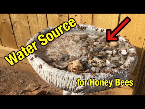 How to Set Up a Watering Source for Honey Bees