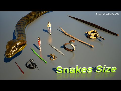 Comparison GIANT Snake vs Tiny Snake in 3D!