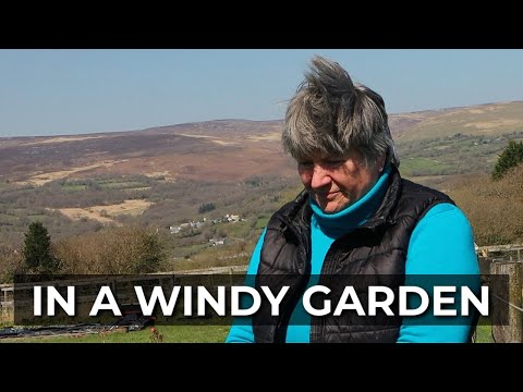 Windy Garden | Simple Ways to Cope with a Windswept Site