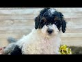Toy Poodle dogs for sale: Benji - Video 1