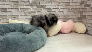 ポメラニアンの動画01