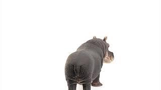 Schleich Nilpferd