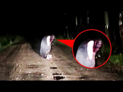 15 Scary Videos That Will Make Your Night Anything but Normal
