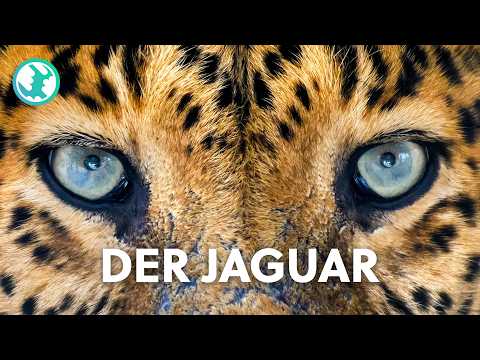 The Jaguar: The Secret Life of America's Most Dangerous Big Cat | Documentary