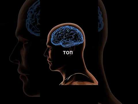 🧠 ТОП-10 продуктов для улучшения памяти и работы мозга #какулучшитьпамять #мозг #память
