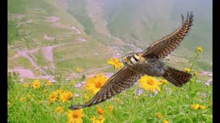 Eras Todo Para Mi - Los Temerarios 🌹💚