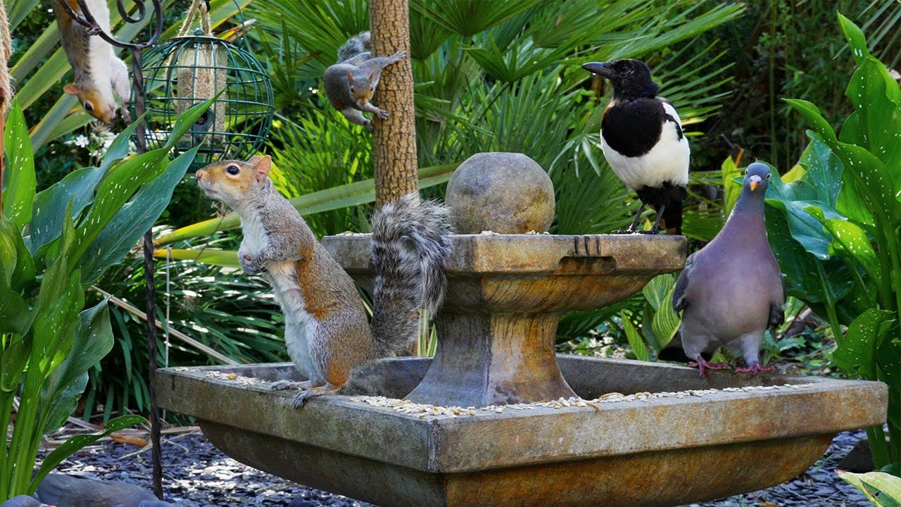 Cat TV 🕊️ Birds & Squirrels Frolic Around the Fountain 🐿️ Relaxing Videos for Cats HDR