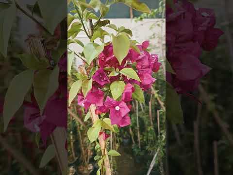 Bougainvillea Flowering 💐 #rosecaring #flowers