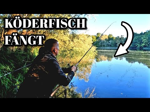 Successful baitfish fishing for pike, perch, and other predatory fish in September 2025