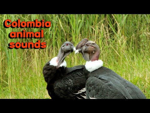 Colombia animal names and sounds /Sons de animais da Colômbia