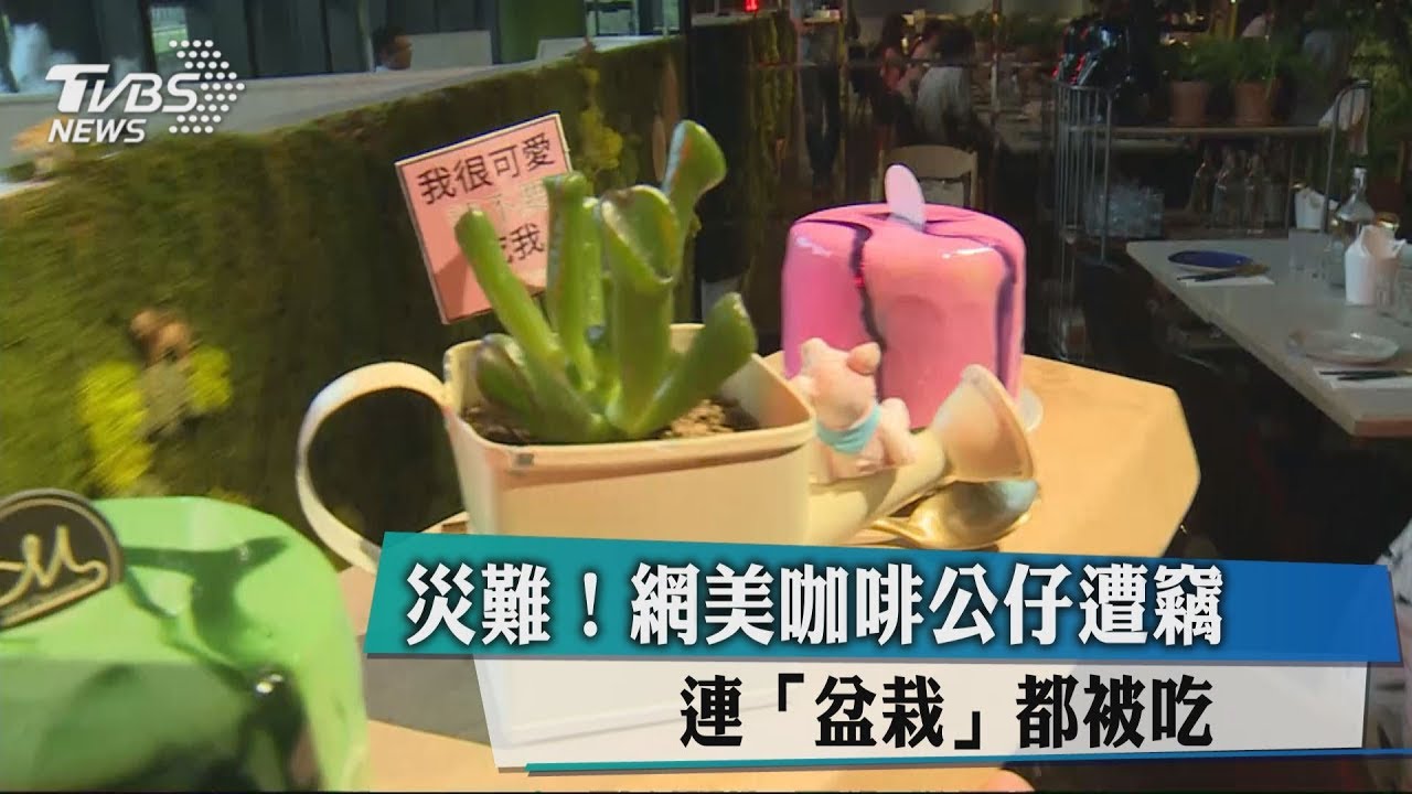 災難!網美咖啡公仔遭竊 連「盆栽」都被吃