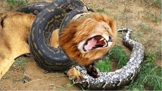 Most Amazing Wild Animal Attacks lion anaconda sna