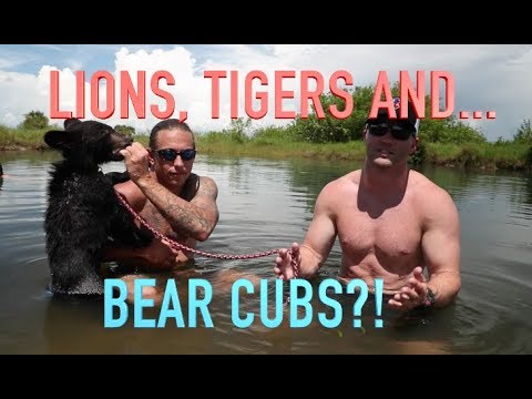 Chris and Mike attacked by Tigers and Bear Cub?!? CIVIL SAVAGE