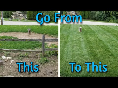 How to Kill and Seed Your Lawn From Start to Finish