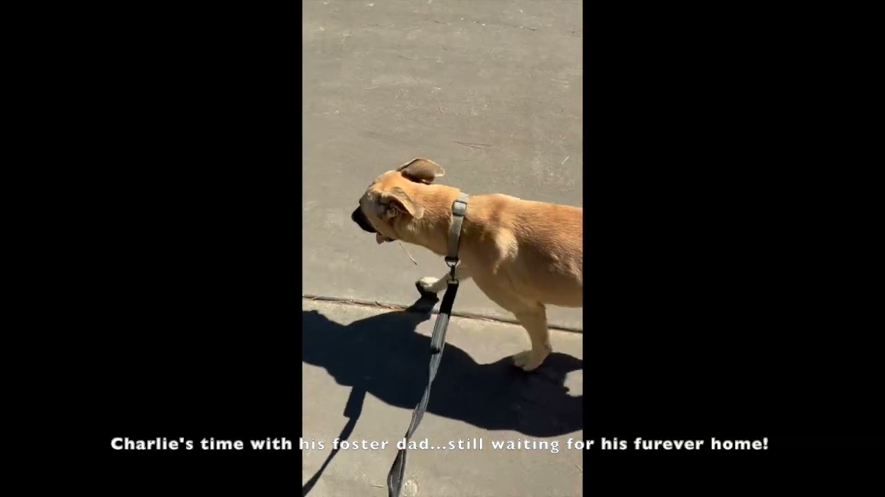 Charlie, a Adoptable mixed breed in Woburn, MA video 6/6