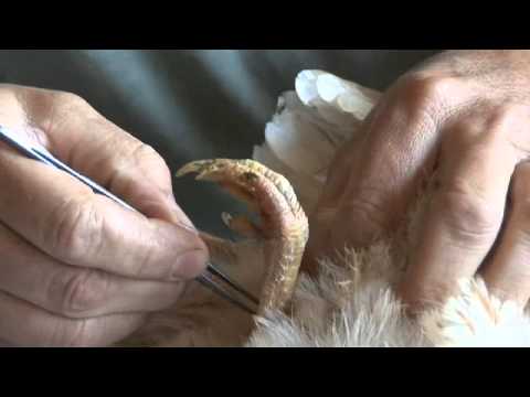 Atelier de taxidermie du Muséum d'histoire naturelle