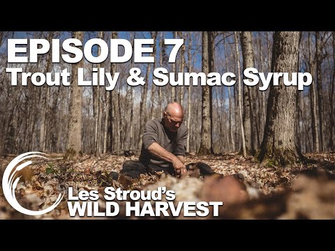 Wild Harvest | Season 2 | Episode 7 | Trout Lily & Sumac Syrup