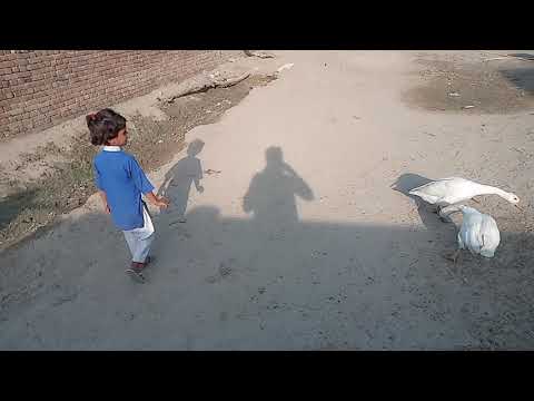 funny goose chasing kids vedio