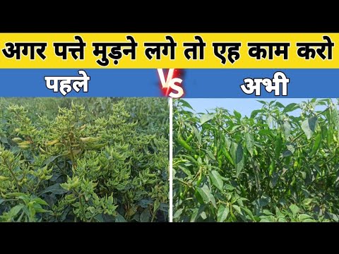 पत्ते मुड़ने लगे तो एह काम करो | Leaf Curl Virus Control | पत्ता मरोड़ रोग | रसचूसक कीट की दवा