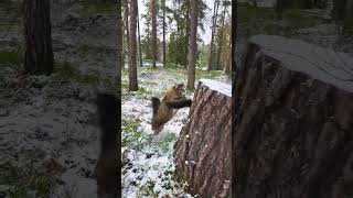 A happy Norwegian forest cat jumping. #forestcat #cat #animal #slowmotion #cutecat