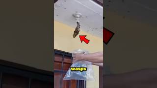 Download lagu Look what this man did with a wasp nest in his house mp3 Download lagu Look what this man did with a wasp nest in his house mp3