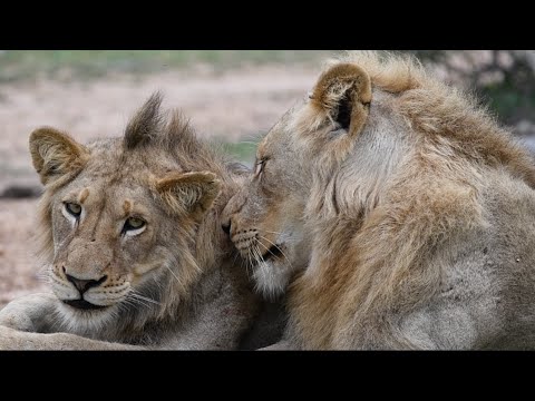 Skorro breakaway in the Northern Manyeleti