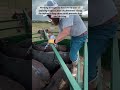 ​Effortless Herd Health: Applying Pour-On Cattle Dewormer Like a Pro