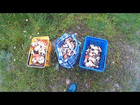 Білі гриби в Карпатах після дощу.Белые грибы в Карпатах после дождя.