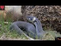 Snake (Hindi) | Full Movie | Naomen Eerdeni | Huang Kai-Lun | IOF Hindi