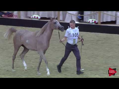 N 105 SAHABA UMM ALUDHAM   21st Qatar National 2018   Yearling Fillies Class 3C