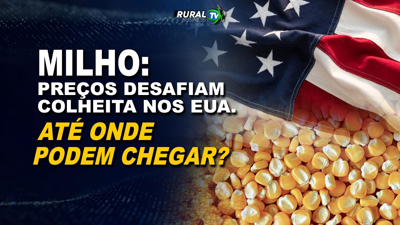 MILHO: PREÇOS DESAFIAM COLHEITA NOS EUA. ATÉ ONDE PODEM CHEGAR?