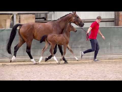 CALISTRA VAN DE SPIEGELHOEVE