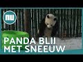 Dolblije panda speelt met versgevallen sneeuw in China | NU.nl