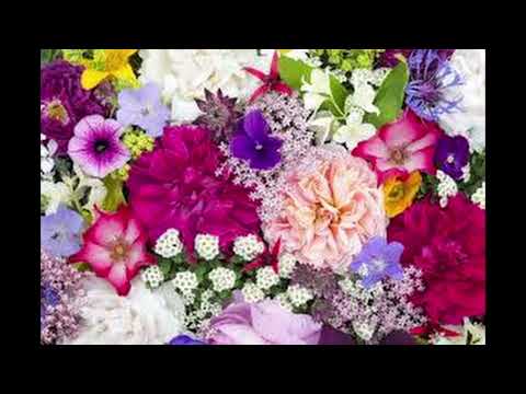 Fashion  -  Kungs & Boys Noise