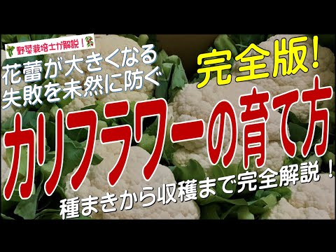 カリフラワーの準備: どのようなオプションがありますか? 植物