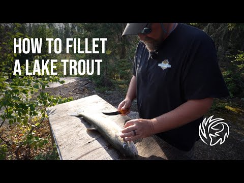 How to Fillet a Lake Trout