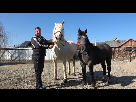 Caii lui Vasile de la Dumitra, Bistrita Nasaud - 2022 Nou!!!