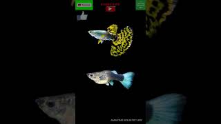 Are Guppies omnivorous? Amazing Aquatic Life YouTube Channel Videos | Guppy Diet or food | #shorts