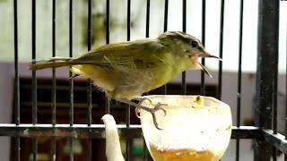 Download lagu Suara Burung Cikrak Daun (Blereng) Gacor l Paling Banyak Di Cari mp3