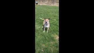 Video preview image #1 Mutt Puppy For Sale in Shelburne, VT, USA