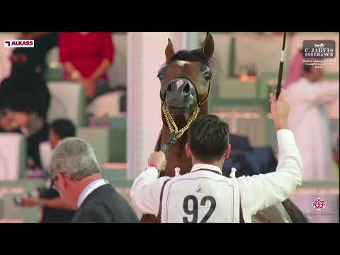 N 92 LR ANSELMO   World Arabian Horse Championship 2023   Doha   Yearling Colts   Section B Class 4B