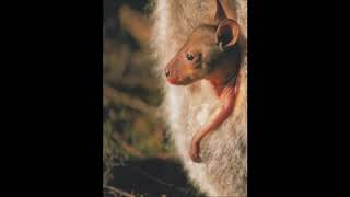 James Asher - Send In The Drums (1995)