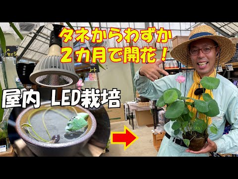 園芸 聖なる蓮、インドの蓮