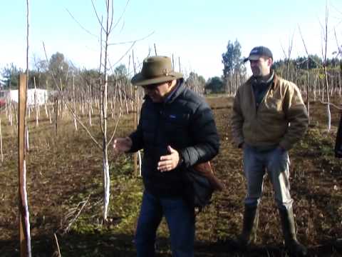 Oscar Aliaga y actividad de cerezos