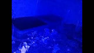 ダルマガエル ライブ 2026/07/05 16:00から2026/07/06 03:55