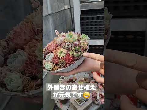 屋外の多肉植物: 庭に美しい多肉植物を植えるにはどうすればよいですか?  庭園